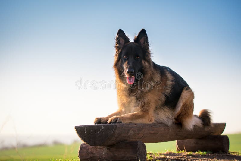 Bepaal Duitse herders dogon houten stoel in de lente royalty-vrije stock afbeelding Bepaal Duitse herders dogon houten stoel in de lente royalty-vrije stock afbeelding