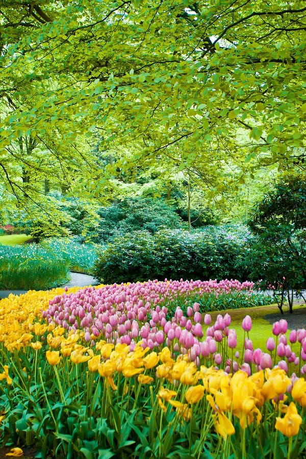 KeukenhofGarten In Holland Stockfoto Bild von