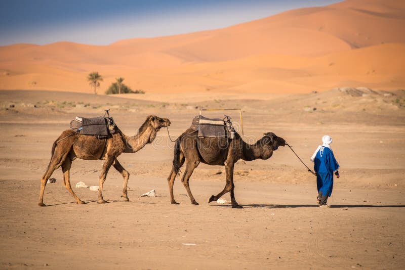 Караван верблюдов в пустыне фото. Караван людей. Бедуин обезьяна. Camel riding in Morocco краткий пересказ. Лед караван