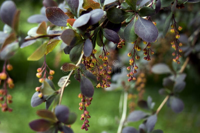 Berberis or Barberry shrub blooming in garden in spring royalty free stock photo