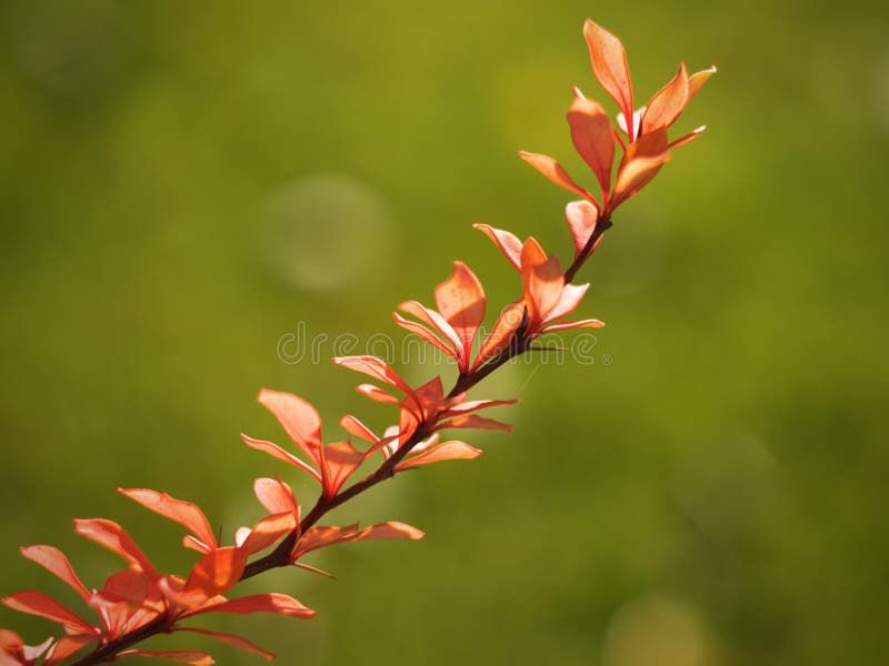 Berberis branch