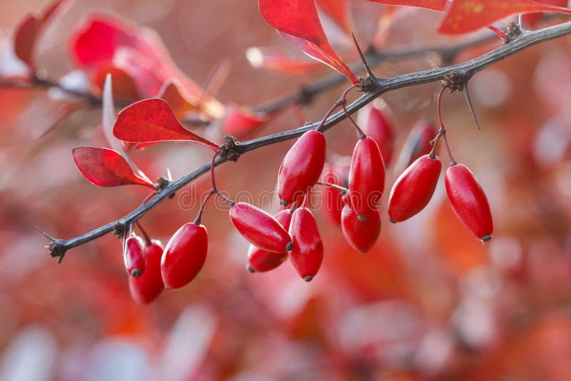 Berberis branch royalty free stock image