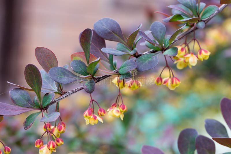 Fiori Gialli Del Crespino Porpora Fiore Della Sorgente Primo Piano Del Ramo Con I Fiori ...