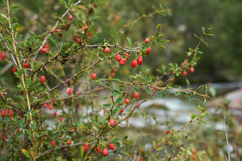 Berberis Shrubs Berries Altai Mountains Stock Photos Free & Royalty