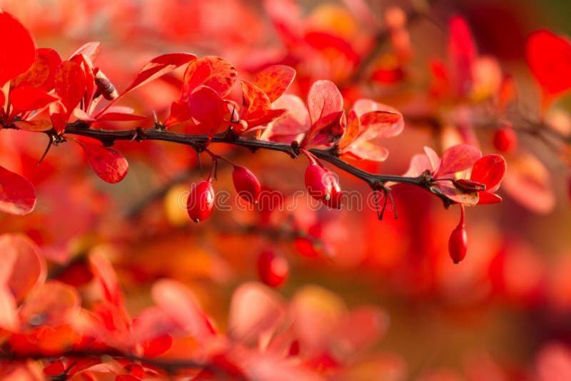 Berberis thunbergii stock image