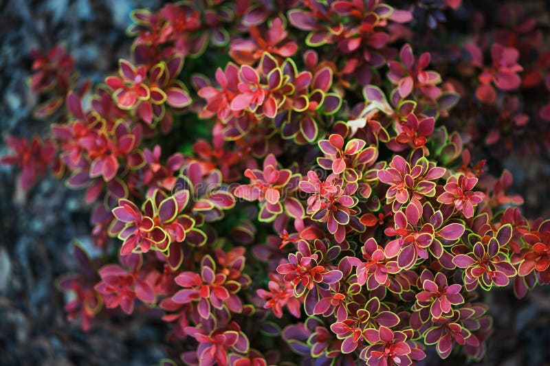 Berberis thunbergii Admiration close up in summer