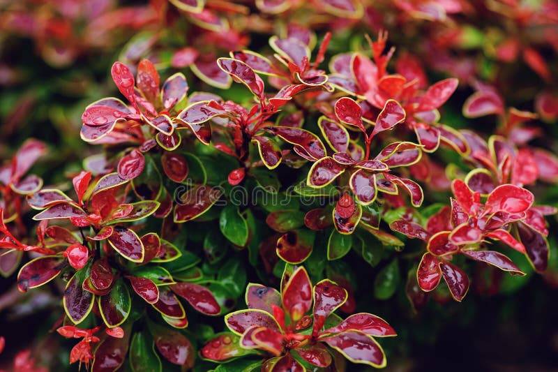 Berberis thunbergii Admiration close up in summer