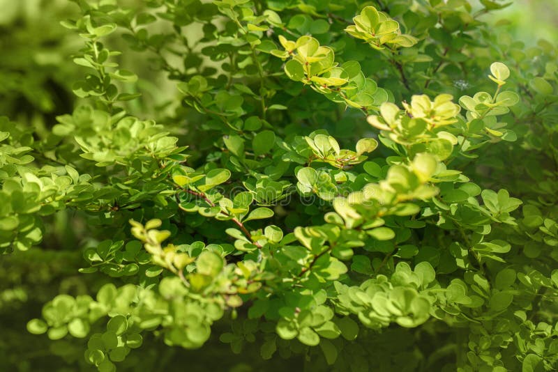 Berberis thunbergii aurea, Barberry thunberg aurea nature green background. Barberry on a Sunny summer day. Beautiful ornamental royalty free stock photography Berberis thunbergii aurea, Barberry thunberg aurea nature green background. Barberry on a Sunny summer day. Beautiful ornamental royalty free stock photography