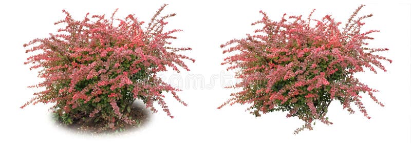 Berberitzenbeerübliche - ein dekorativer Busch