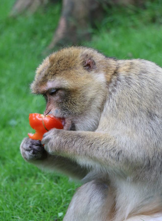 Monkey eating tomato stock photo. Image of monkey, primate 5380852