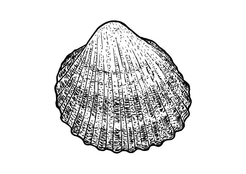 Berbigão, ilustração do shell, desenho, gravura, tinta, realística ilustração do vetor Berbigão, ilustração do shell, desenho, gravura, tinta, realística ilustração do vetor