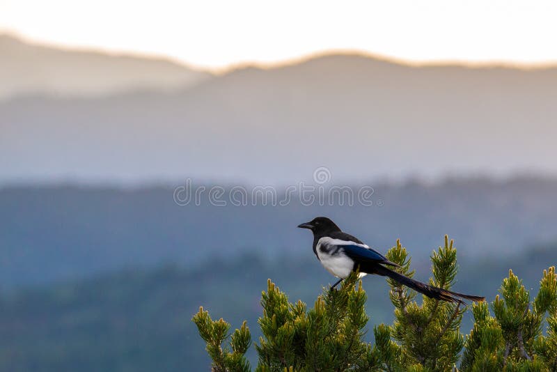 A Colorado black billed magpie ( black-billed magpie ) perched on top of a pine tree against Colorado Rocky Mountains sunrise sunset. Black, blue and white feathers. A Colorado black billed magpie ( black-billed magpie ) perched on top of a pine tree against Colorado Rocky Mountains sunrise sunset. Black, blue and white feathers.