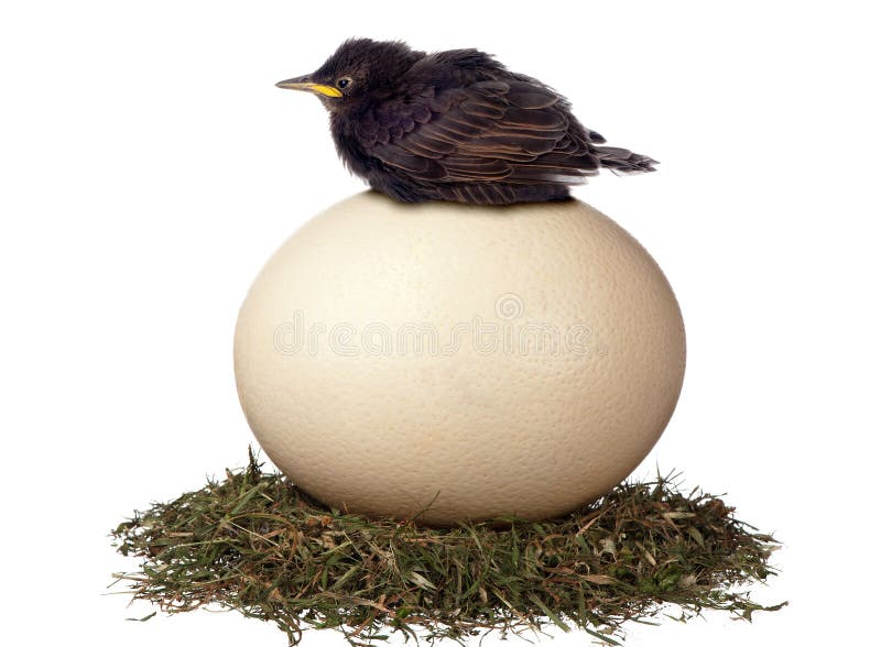 A little bird sits in vain on a large egg waiting for it to hatch. It is a futile exercise. A little bird sits in vain on a large egg waiting for it to hatch. It is a futile exercise.