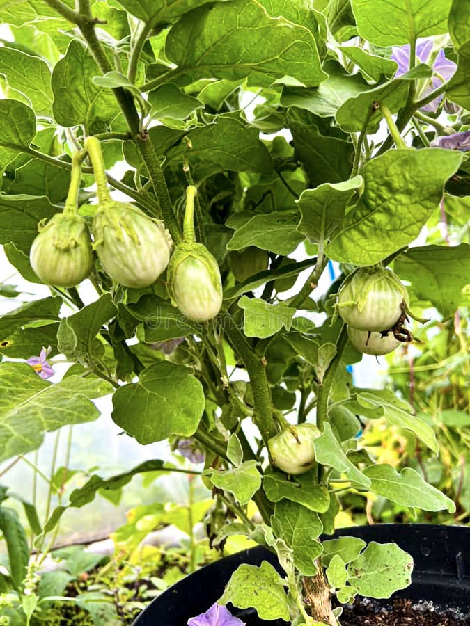 Berenjena De Berenjena De Berenjena Larga