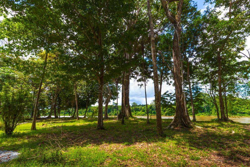 Suriname Jungle In South America