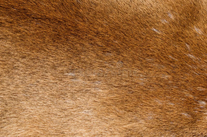 Berg Lion Fur Background