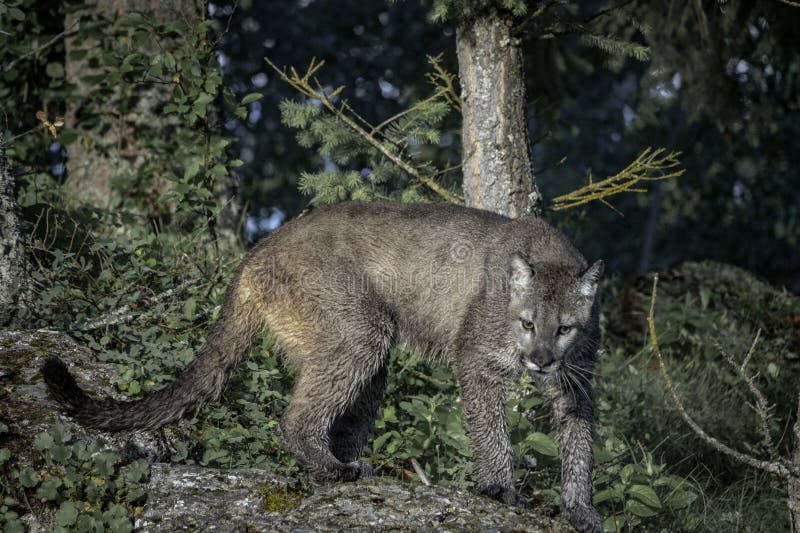 Berg Lion Poised som ska slås royaltyfri fotografi Berg Lion Poised som ska slås royaltyfri fotografi