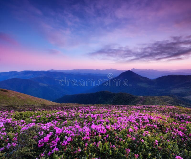 Berg under blommablomningen och soluppgång Blommor på bergkullarna royaltyfri fotografi Berg under blommablomningen och soluppgång Blommor på bergkullarna royaltyfri fotografi