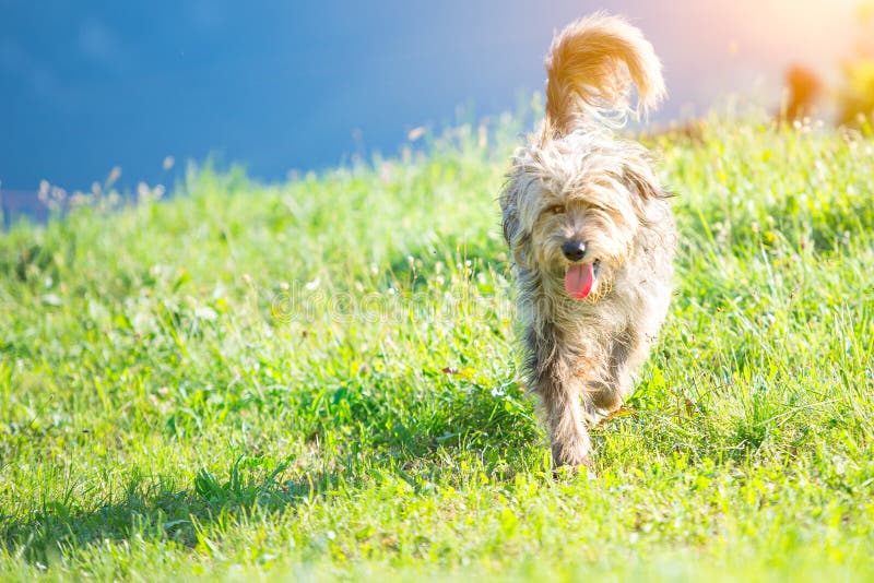 Bergamasco do cão-pastor no prado foto de stock Bergamasco do cão-pastor no prado foto de stock