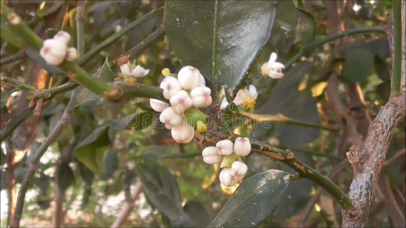 Bergamot nom commun : kaffir lime mauritus papeda leech lime nom scientifique : citrus hystrix dc nom de famille : rutaceae 3 5 clips vidéos