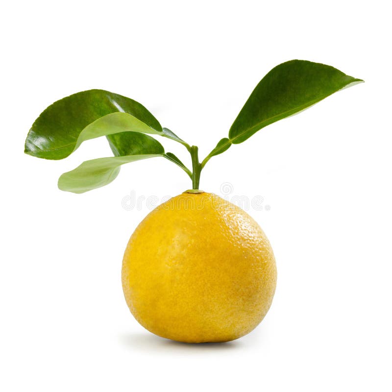 Bergamot Orange &#x22;Femminello&#x22; Cultivar, Citrus bergamia, isolated on white background
