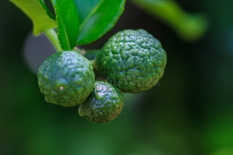 Bergamot on Tree