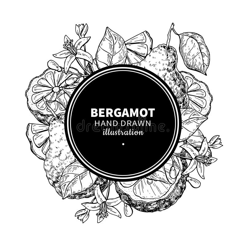 Bergamotowa wektorowa rysunkowa rama Odosobniony rocznika szablon cit ilustracji Bergamotowa wektorowa rysunkowa rama Odosobniony rocznika szablon cit ilustracji