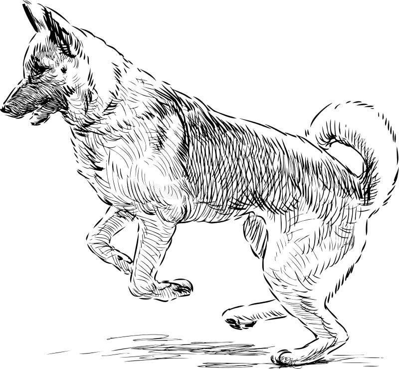 illustration stock berger allemand dans un saut image