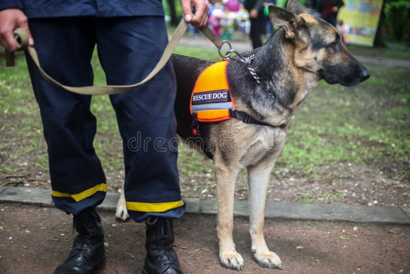 Berger allemand de chien de délivrance avec un sauveteur dans la rue photo stock Berger allemand de chien de délivrance avec un sauveteur dans la rue photo stock