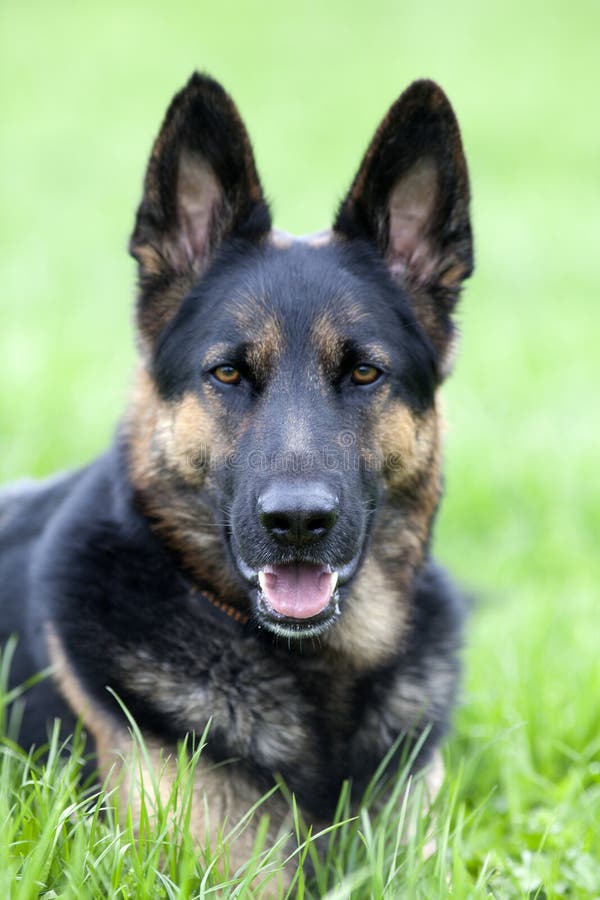 Berger allemand de chien étendu dans le pré photo stock Berger allemand de chien étendu dans le pré photo stock