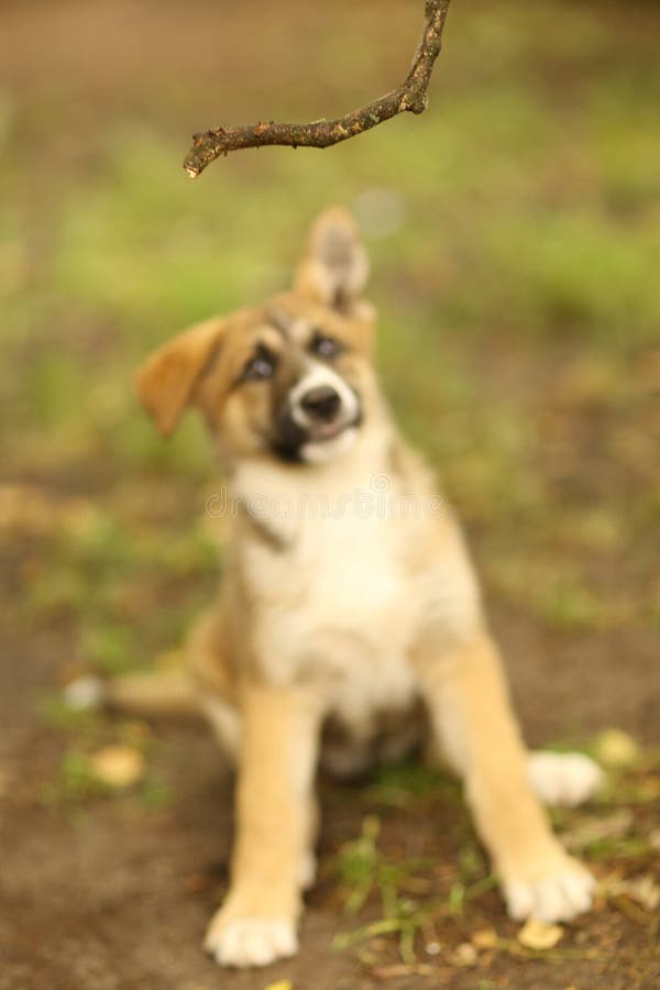 Pied Nu Humain De Morsure De Chiot De Berger Allemand Image stock