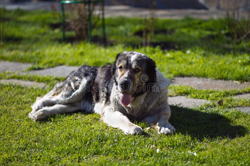 Berger asiatique central Dog photographie stock libre de droits Berger asiatique central Dog photographie stock libre de droits