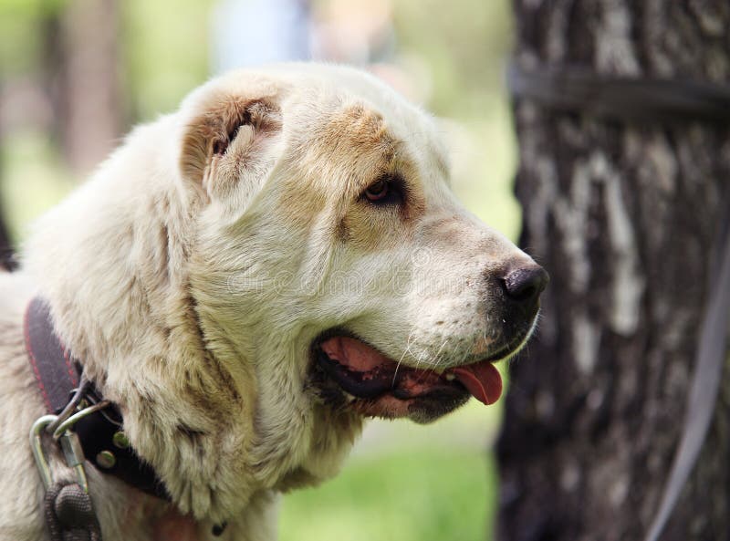 Berger asiatique central Dog photo stock Berger asiatique central Dog photo stock