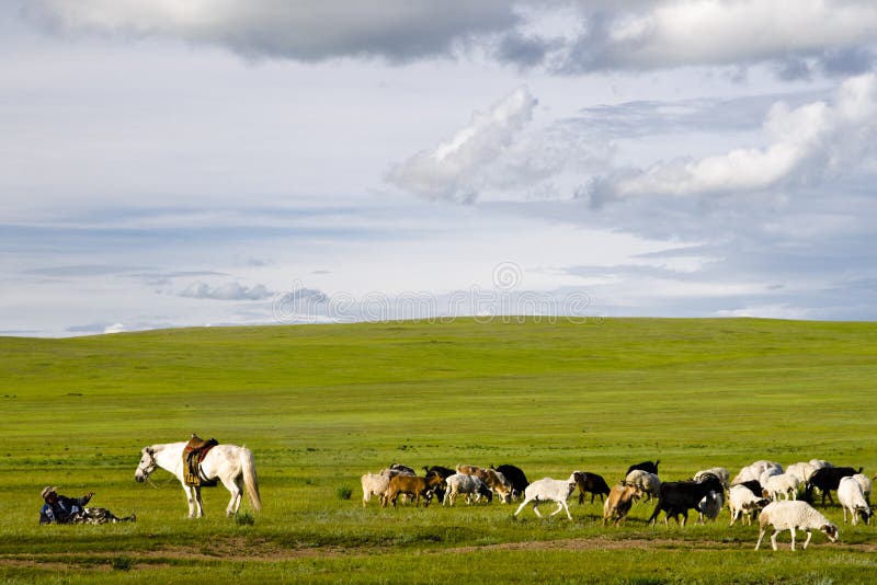 Berger assis pendant que les chèvres se nourrissent d'herbe Mongolie image libre de droits