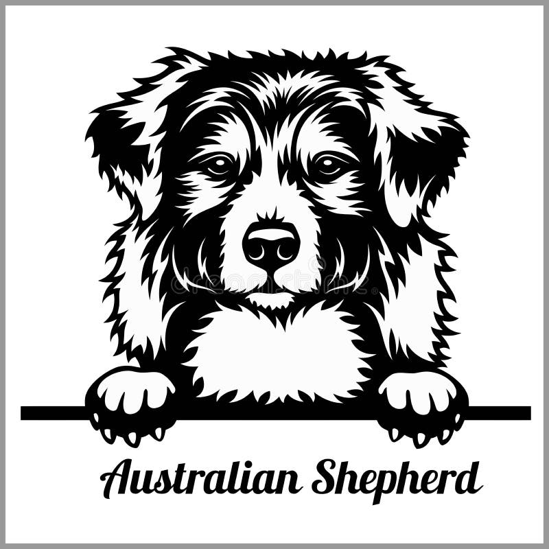 Berger australien - jetant un coup d'oeil des chiens - tête de visage de race d'isolement sur le blanc