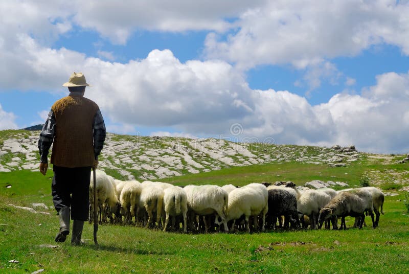 Berger avec ses moutons photographie stock Berger avec ses moutons photographie stock