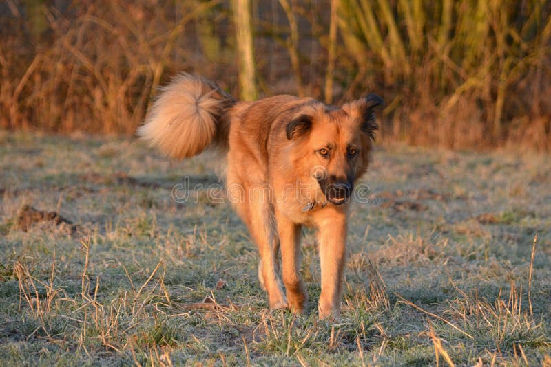 Berger Crossbreed images stock Berger Crossbreed images stock