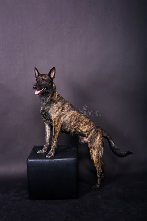 Brown dog shepherd executes command on a dark red yellow background. Brown dog shepherd executes command on a dark red yellow background