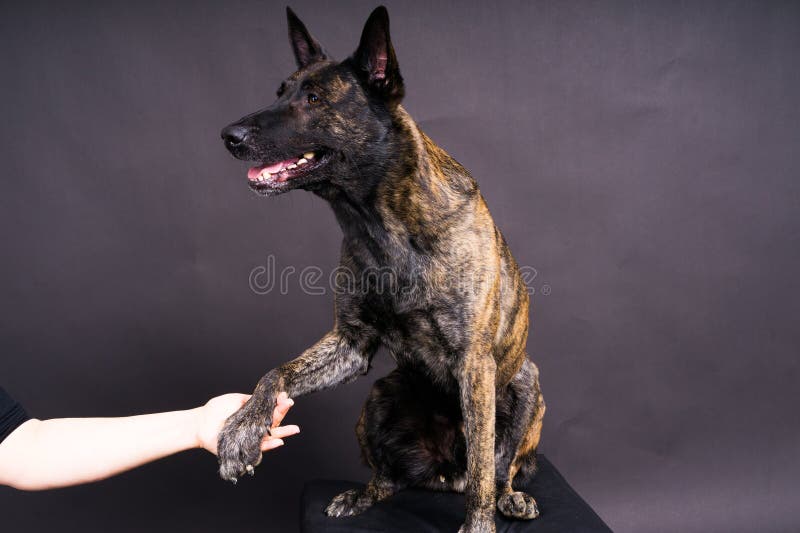 Brown dog shepherd executes command on a dark red yellow background. Brown dog shepherd executes command on a dark red yellow background