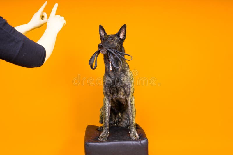 Brown dog shepherd executes command on a dark red yellow background. Brown dog shepherd executes command on a dark red yellow background