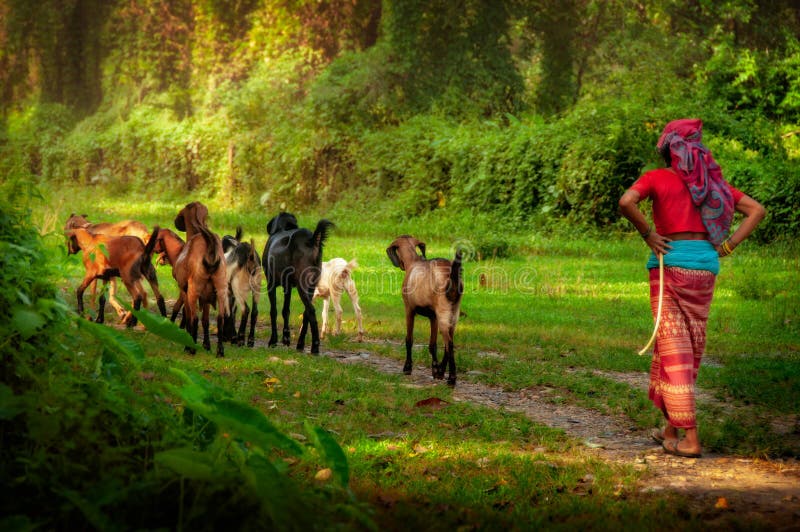 Berger de femme marchant avec des chèvres dans la forêt, Népal, Asie photographie stock Berger de femme marchant avec des chèvres dans la forêt, Népal, Asie photographie stock