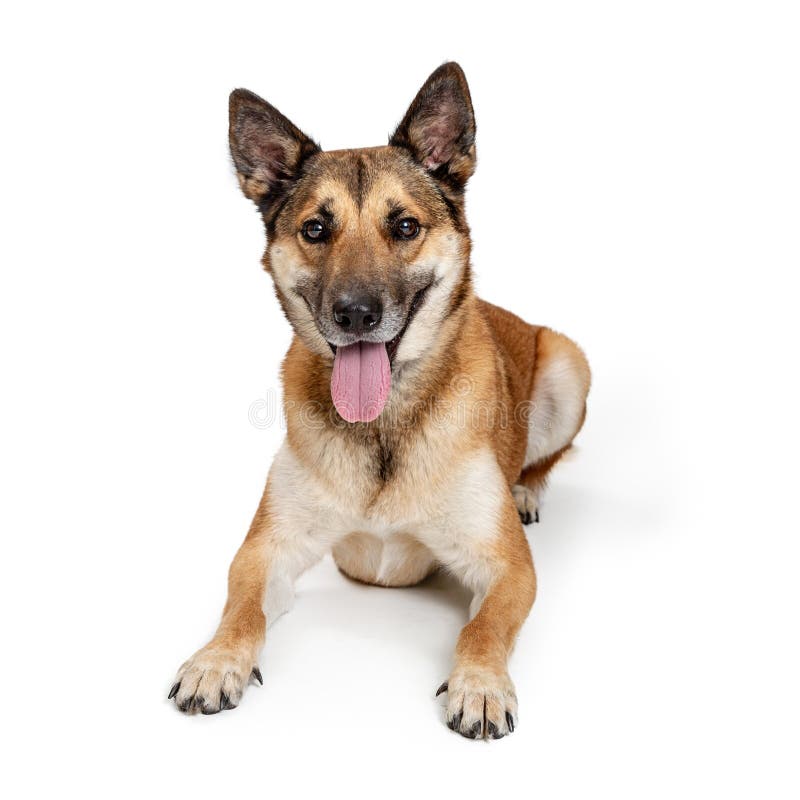 Berger de sourire heureux Crossbreed Dog Lying vers le bas images libres de droits Berger de sourire heureux Crossbreed Dog Lying vers le bas images libres de droits