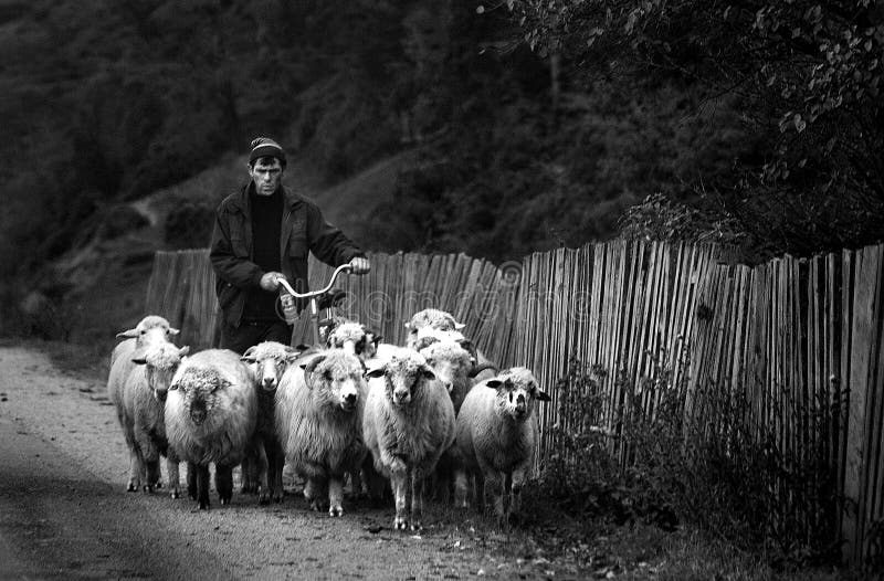 les nuits d'automne poulet bicyclette