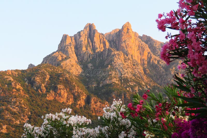 Berget överträffar att färga apelsinen i aftonljuset på solnedgången med vita och rosa bougainvilleablommor framme, Porto, Korsik royaltyfri foto Berget överträffar att färga apelsinen i aftonljuset på solnedgången med vita och rosa bougainvilleablommor framme, Porto, Korsik royaltyfri foto