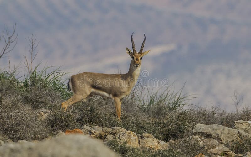 Mountain gazelle &#x28;Gazella gazella&#x29;. Lives in the mountainous part of Hatay province in Turkey. Mountain gazelle &#x28;Gazella gazella&#x29;. Lives in the mountainous part of Hatay province in Turkey.