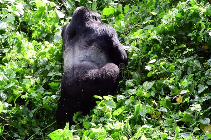 Mountain gorillas are highly endangered animals in Uganda, Rwanda and the Congo. Mountain gorillas are highly endangered animals in Uganda, Rwanda and the Congo.
