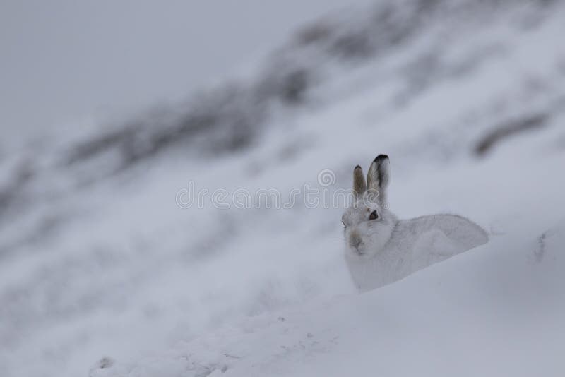 Berghare med vinterlaget i blandning av snö och kal jordning arkivbild Berghare med vinterlaget i blandning av snö och kal jordning arkivbild
