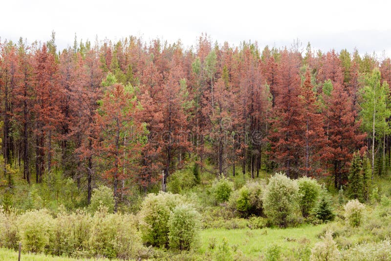 Der Kiefernkäfer hat den Kiefernwald abgetötet lizenzfreies stockbild