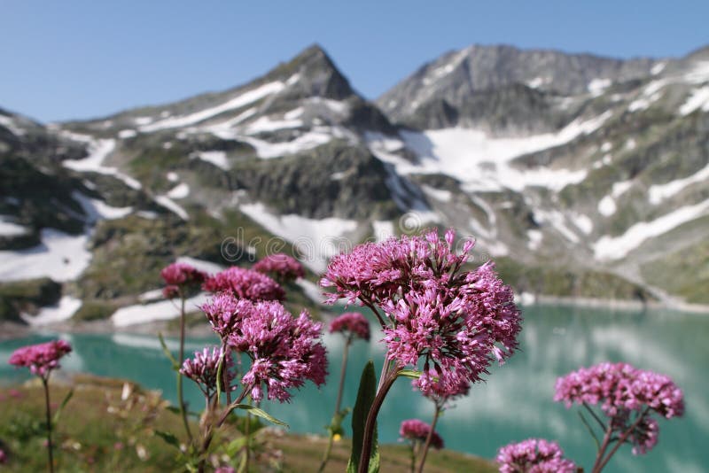 Mountain lake and flowers in apls, Austria, National Park Hohe Tauern. Mountain lake and flowers in apls, Austria, National Park Hohe Tauern