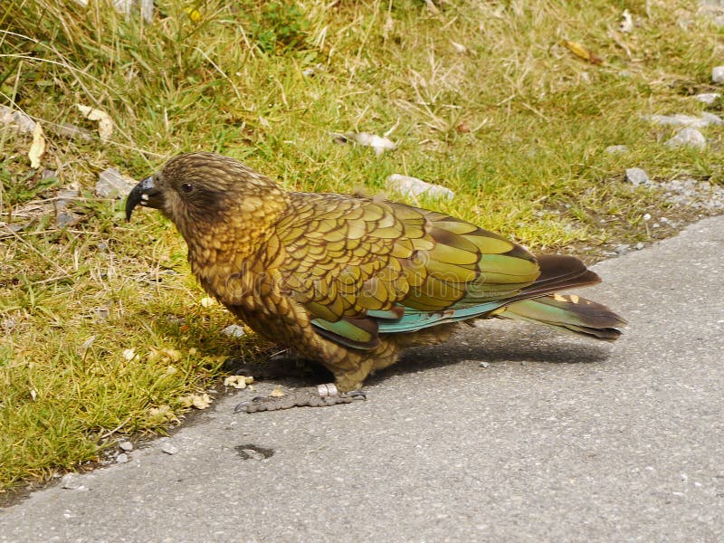 Bergpapegaai Kea, Nieuw Zeeland Stock Afbeelding - Image of dier, papegaai: